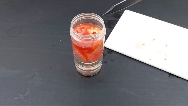 The easiest natural fertilizer from ripe tomatoes | Best homemade liquid compost for any plants