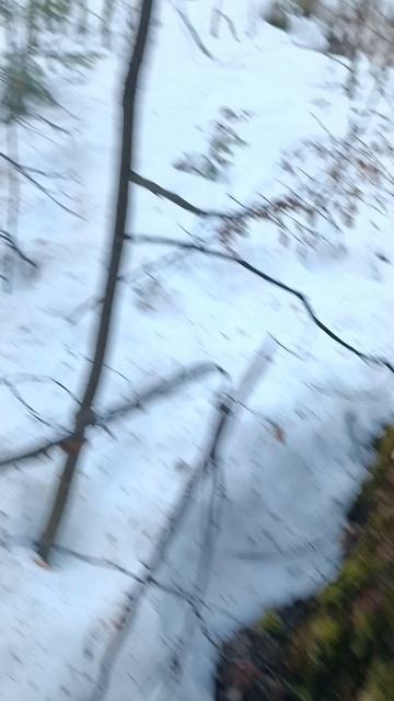 Сок берёзовый