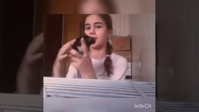 МОИ ДОМАШНИЕ ЖИВОТНЫЕ |КРЫСЫ|