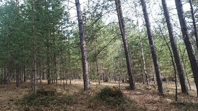 Весенний бор