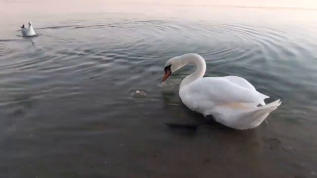 Кто победит: лебедь или чайки?           #shorts #swan #seagulls #seafood #чайки #лебедь #схватка