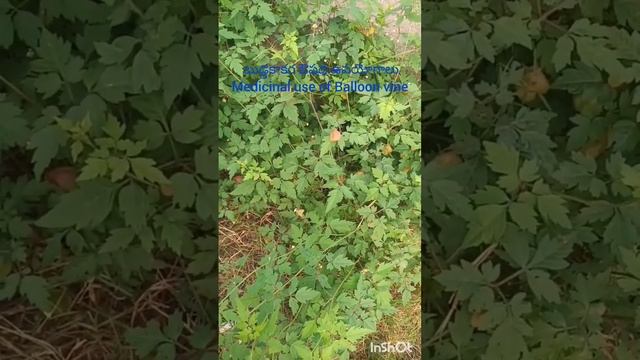 బుడ్డ కాకర ఔషధ ఉపయోగాలు #balloon vine medicinal uses#Cardiospermum helicacabum uses#body pains.
