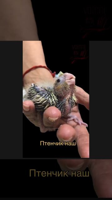 Дракончика в ленту #корелла #птенецкореллы #птенец #птенчик