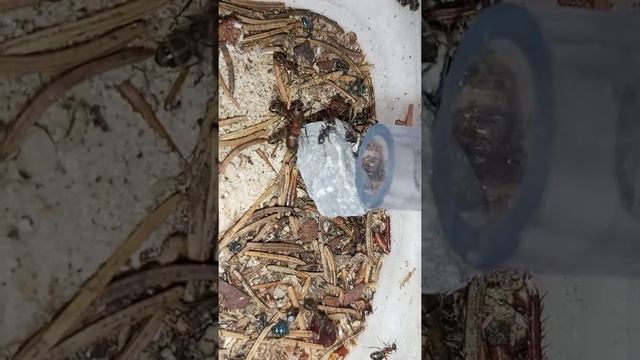 Formica truncorum déménagement de nid 1