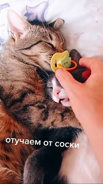 КОТ СОСЁТ СОСКУ. ПРИКОЛЫ С КОТИКАМИ. СМЕШНО ДО СЛЁЗ. ЗАБАВНЫЕ ЖИВОТНЫЕ. МИЛЫЕ ПИТОМЦЫ. ЮМОР. СМЕХ.