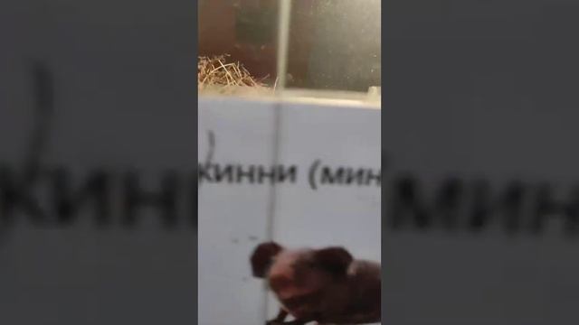 путешествие часть 2 . зоопарк Брянск