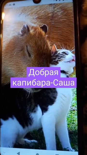 какая ты капибара по имени?