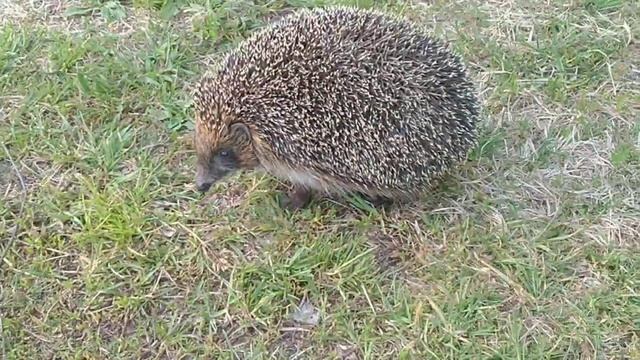 Деревенский ёжик/Селски таралеж/Village hedgehog  24.05.2024