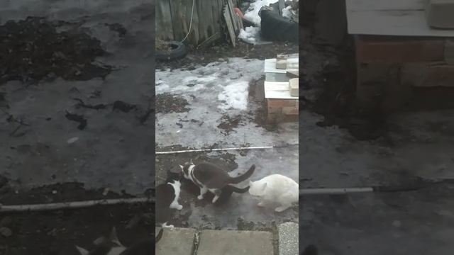 Ав деревне весело весной