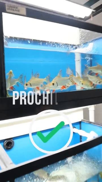 These Prochilodus are BEAUTIFUL! What Fish Would You Pick? Ep. 6 #rarefish #monsterfish #exoticfish