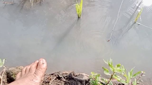 MANCING BELUT SAWAH di siang bolong tak disangka sambarannya#mancingbelut