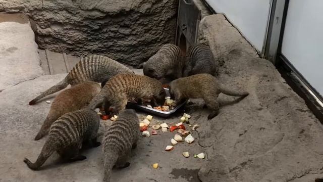 2019.07.18 Banded Mongoose at Luisenpark, Mannheim, Germany