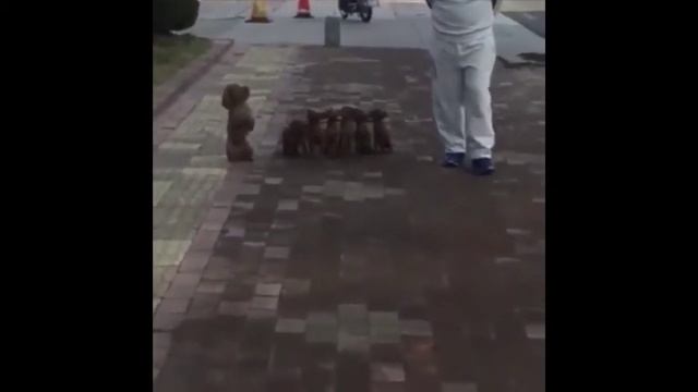 СМЕХ И МАЛЕНЬКИЕ ЗАБАВНЫЕ ЗВЕРЯТА