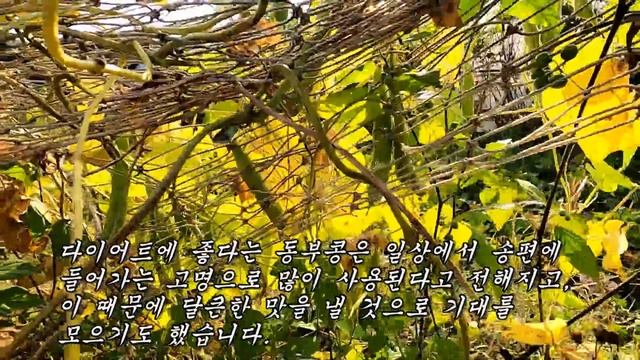 무의식적으로 흘러 나오는 요실금과 전립선을 치료하고 뱃살과 칼로리를 엄청나게 태워주는 식품