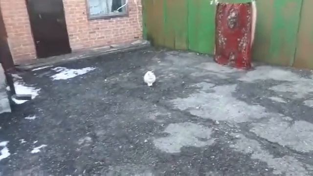 Лучшие друзья - собака и кот : Дэн и Рыжик.