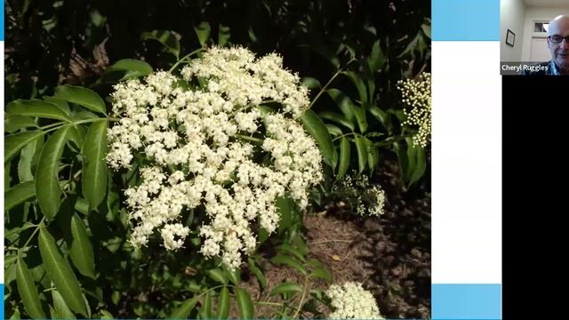 Self Sufficiency: Fruit Tree Growing with the Fruit Docta