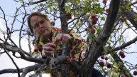 Crab Apple Harvesting