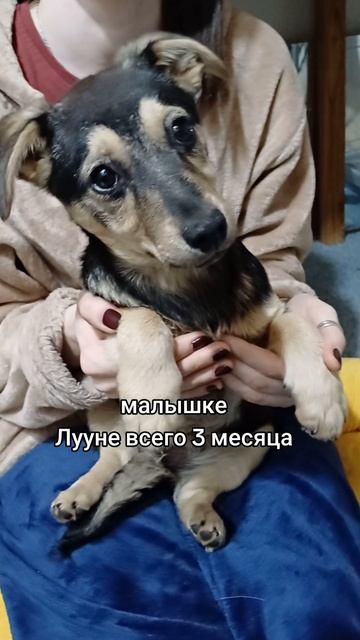 Лууна ищет дом