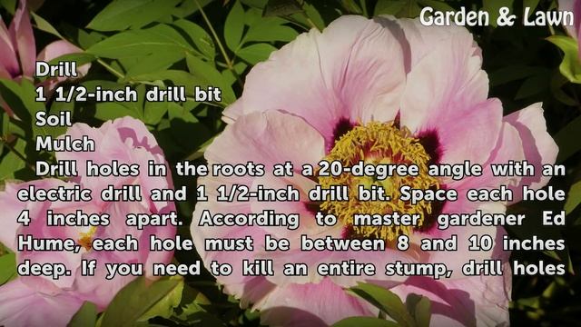 How to Kill Tree Roots With Salt