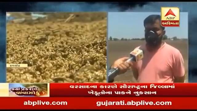 Rajkot: Major damage To Sesame Crop Due To Rains | ABP Asmita