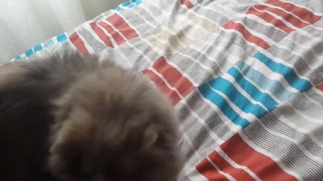 Suki, the dancing cat - salsa footwork