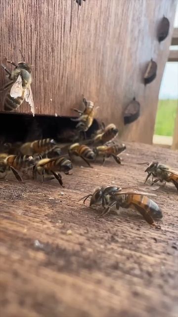 The Round Beehive Explained...