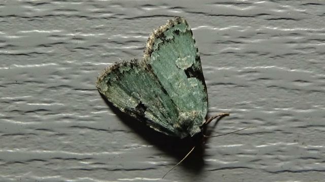 National Moth Week (Bug Night #6) July 20th 2021