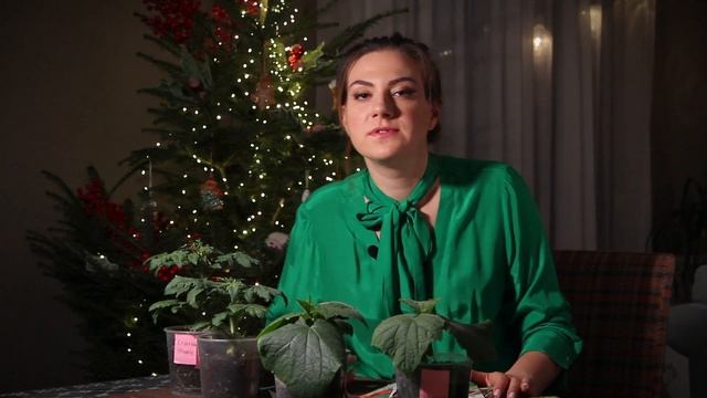 Cроки посева на рассаду (огурцы, томаты, перцы и баклажаны)