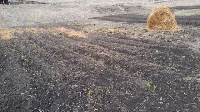 Сею лук батун на зелень и жёлтую морковь для плова