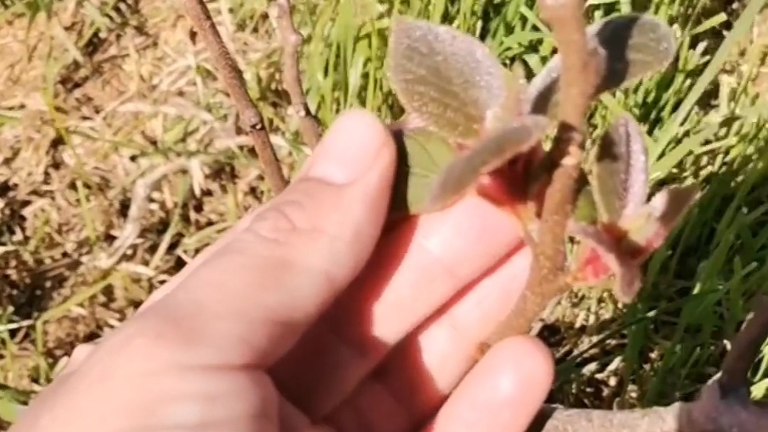 Срезанный киви часть 2, результат быстрой прививки🥝