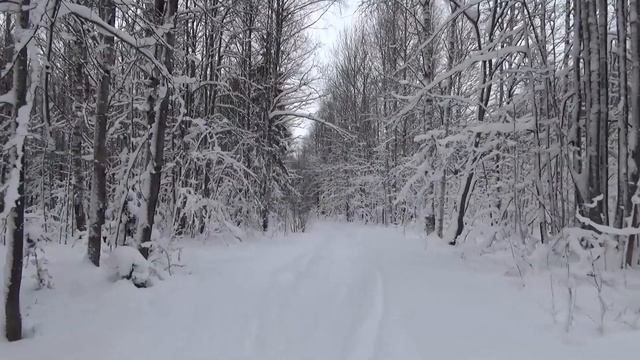 ВИДЕОПРОГУЛКА ПО ЛЕСУ. ЗИМА (снято в 2020 г)