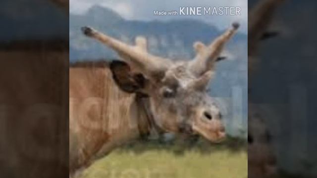 Sivatherium Groan 🦌 🔊