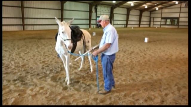 Small Clip from Dave's Video 'How to Teach your Horse or Mule to Lie Down'