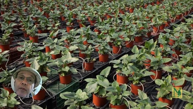 FRUTAS da ÁSIA: verdade ou montagem?