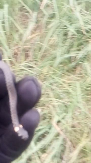 Natrix natrix snak/ уж обыкновенный #nature #animals #littlebrothers #naturelovers #wildlife