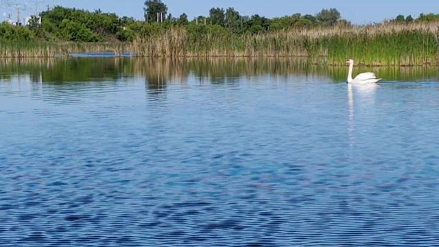 встреча с потомками динозавров на рыбалке