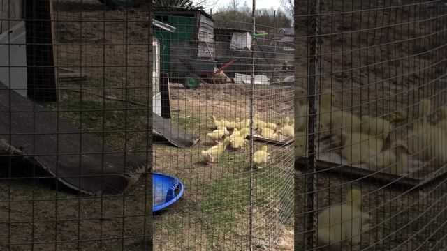 Первая прогулка гусят