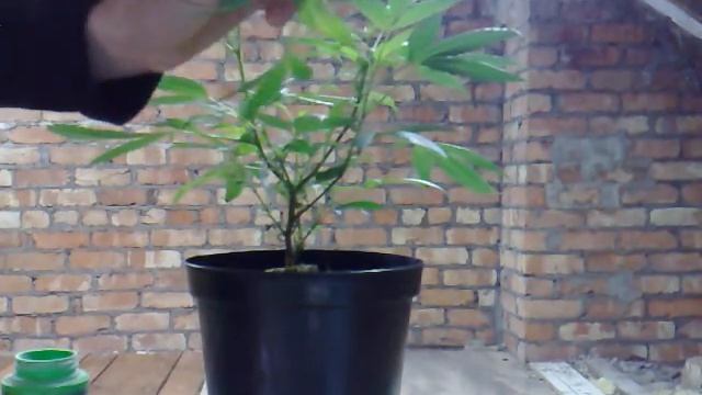 nuts mutts cuttings