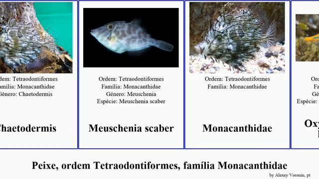 Peixe, ordem Tetraodontiformes, família Monacanthidae fish longirostris peroni monoceros Aluterus