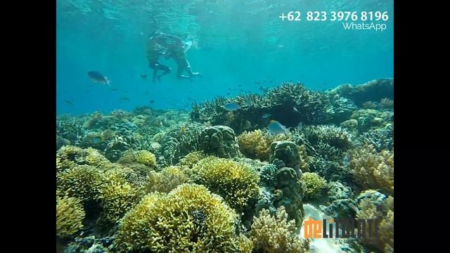 Honeymoon di Gili Terawangan Lombok