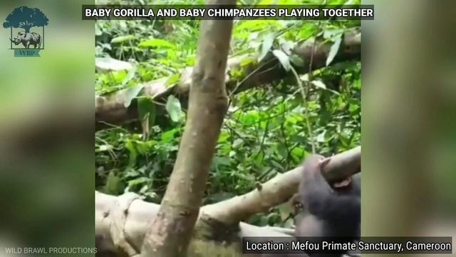 Chimpanzee and gorilla interactions on treetop in the Goualougo Triangle of Congo