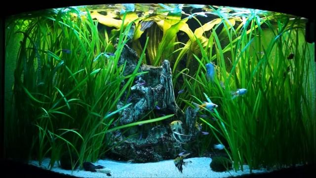 Juwel Trigon XXL Aquarium Fish Tank Virtual Aquarium Blue Shubunkin Skalar Eheim