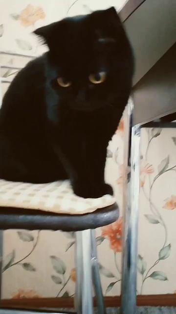 реакция кошки на этот звук
