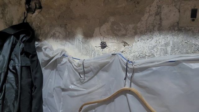 Скорпион Крымский 🦂