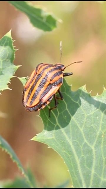 Graphosoma lineatum