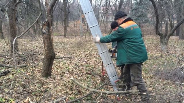 Обрізка сухого гілля у Яблуневому саду 04