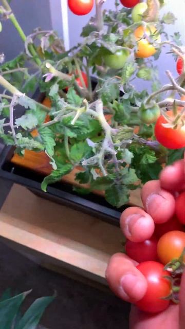 The most productive tiny tomato plants. Perfect for small space and indoor garden