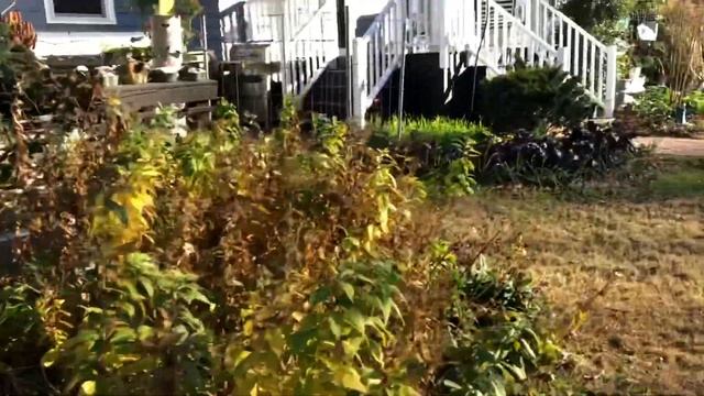 Weekly garden tour 14 December 2021