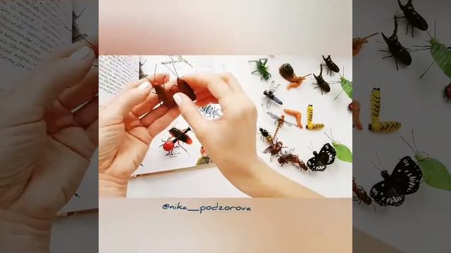 НАСЕКОМЫЕ ДЛЯ ДЕТЕЙ