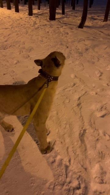 #shorts домашняя Пума Геркулес зовёт папу на охоту 🐿️🐗